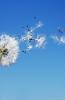 ALLERGIES